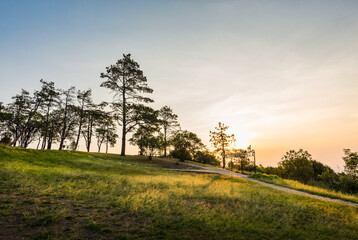 Sticker - Landscape of pine tree from the top of mountain on sunrise