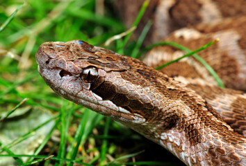 Wall Mural - Kopf einer Grubenotter // Amur viper, rock mamushi (Gloydius intermedius / Gloydius saxatilis)