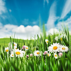 Wall Mural - Springtime. Seasonal rural backgrounds with grass and chamomile flowers