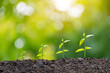 © Tarokmew - Seedling are growing from the rich soil to the morning sunlight that is shining, ecology concept. We can help each other plant new trees to protect the environment in this world.