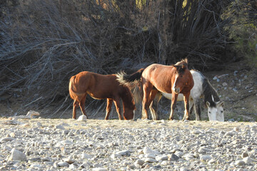 Wild horses roaming the banks of the Lower Salt River in the Sonoran Desert, Mesa, Arizona.