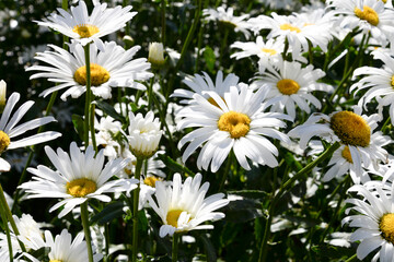 Wall Mural - Chamomile flowers in the sun