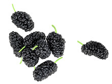 Fresh Pile Of Blackberries Isolated On The White Background. Black Berry  Top View. Flat Lay..