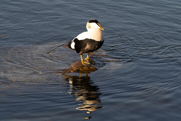 Wall Mural - Incredibly beautiful eider duck, part of a resident colony that has adapted to the fresh water ecosystem of the Upper Zurich Lake (Obersee), Switzerland