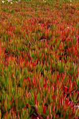 Red ice plants along the california coast