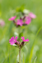 Red Campion (Silene Diocia) On A Green Field. Focus On The Left Flower.