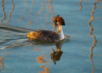 Wall Mural - Beautiful crested grebe on the shores of the Upper Zurich Lake (Obersee), Rapperswil, St. Gallen, Switzerland