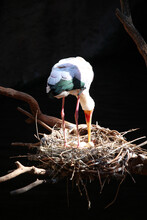 Yellow-billed Stork (Mycteria Ibis) In A Nest With Eggs