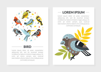 Wall Mural - Bird Card Templates with Text Set, Cute Birdies Brochure, Poster, Banner, Card Vector Illustration