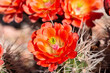 Beautiful cacti flowers blooming in spring time in Arizona desert.