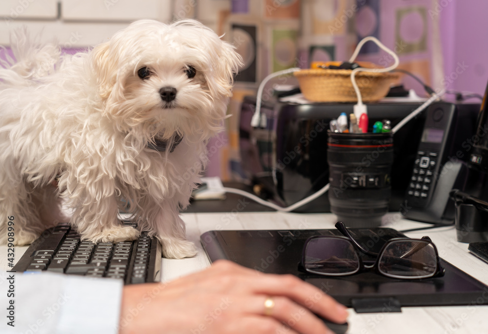 Cachorro canino de Bichon Maltes aprendiendo informatica - obrazy, fototapety, plakaty 