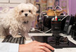 Cachorro canino de Bichon Maltes aprendiendo informatica