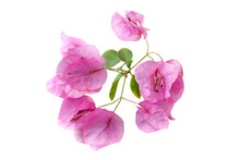 Pink Bougainvillea Branch Isolated On White Background