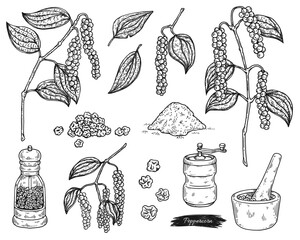 Peppercorn and utensils for grinding, engraving vector illustration isolated.