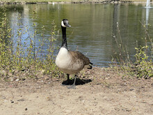 Lonely Canada Goose Wading By The Lakeshore