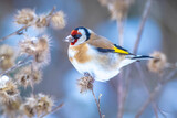 Fototapeta  - European goldfinch bird, Carduelis carduelis, perched eating seeds in snow during Winter season
