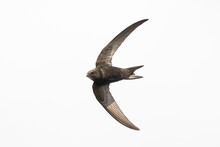 Common Swift Apus Apus, Swallow Bird In Flight