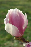 Fototapeta Desenie - pink magnolia blossom