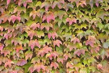 Wall Mural - japanese creeper