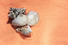 Various Seashells On The Sand On The Beach. Marine Theme