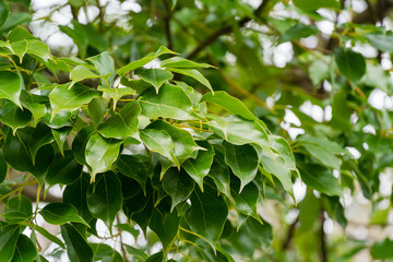 shiny evergreen leaves of false camphor tree (cinnamomum glanduliferum) or nepal camphor tree in spr