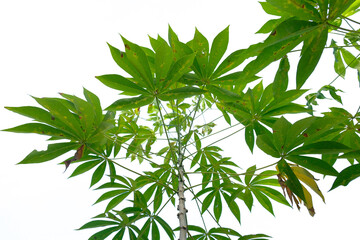 Cassava leaves - Close up detail of cassava leaves. Cassava leaves on white background