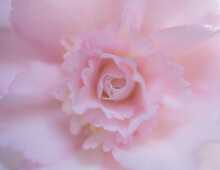 A Closeuip Soft Focus Shot Of A Pink Begonia Flower