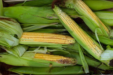 Wall Mural - Peeled and semi-peeled corn on the cob. Lots of corn, some peeled some unpeeled. Background of corn on the cob.