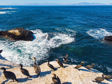 Cape Cormorants Sitting On The Rock Near Sea