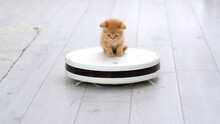 4k Funny Little Ginger Kitten Is Riding On White Robot Vacuum Cleaner At Home. Red Cat Playing In The Modern Interior With Vacuum Cleaner And Looking Down Like It Is Getting Cleaner