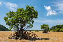 Mangrove Tree In A Natural Environment With Roots Appearing At Low Tide, Green Leaves, Sand With An Interesting Texture, Contrasting With The Blue Of The Sky. Iriomote Island.