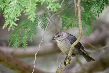 Female Brown Headed Cowbird sits perched in a tree