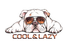 Cute English Bulldog In Sunglasses. Vector Illustration In Hand-drawn Style. Cool And Lazy Illustration. Image For Printing On Any Surface