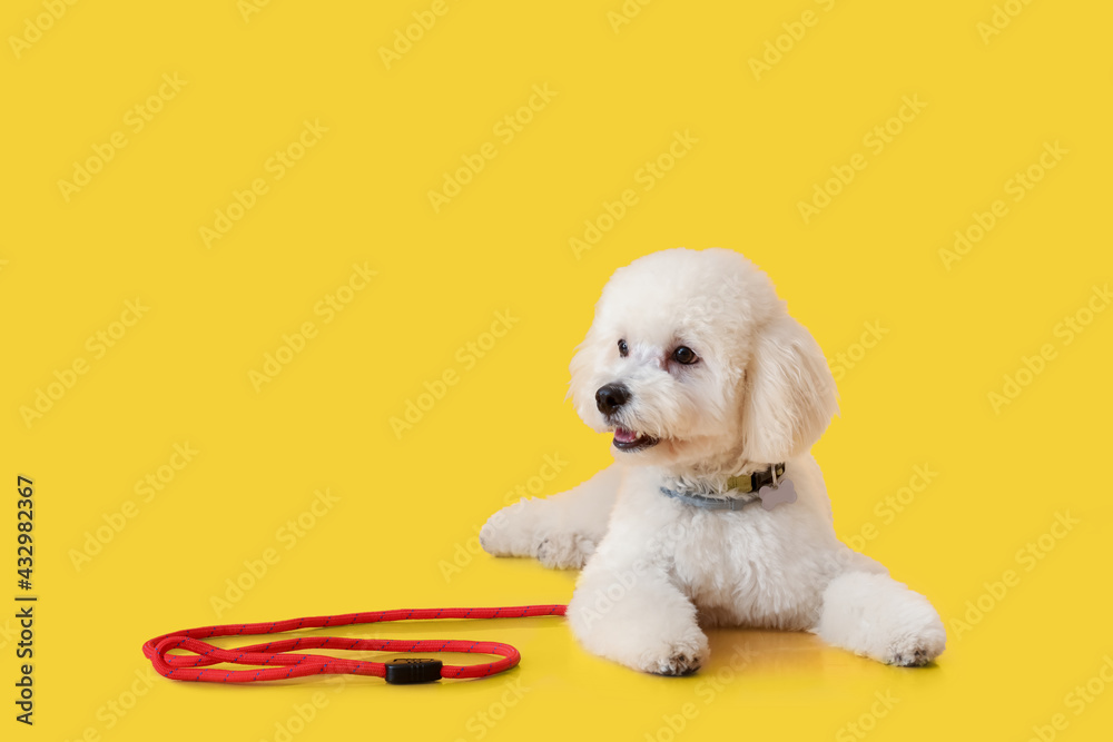 Cute little dog with leash on color background - obrazy, fototapety, plakaty 
