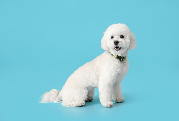 Cute little Bichon on color background