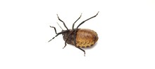 Marmorated Brown Stink Bug On White Background.