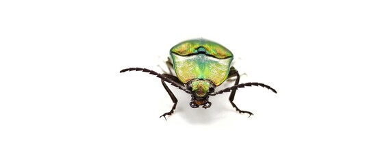 shiny green click beetle insect