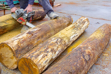 Carpenter is cutting wood with chainsaw