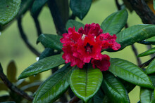 Rhododendron Arboreum Flower At Hortain Plains National Park Sri Lanka , Selective Focus