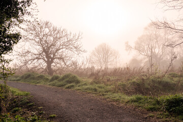 Wall Mural - Walking path in a mist. Nobody. Cool and calm atmosphere. Nature scene at sun rise in a fog. Selective focus