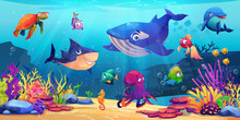 Marine Life, Underwater World With Sea Ocean Animals, Corals And Algae, Cartoon Dolphin And Shark, Whale And Fish, Turtle And Jellyfish. Childish Seabed Bottom Creatures, Undersea Biodiversity Fauna