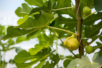 Wall Mural - Close up of fig fruit get ripe on the branch of a fig tree in greenhouse