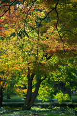 Poster - Autumn leafs of Japanese maple in sunshine day.