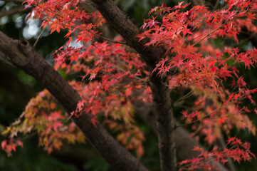 Poster - Autumn leafs of Japanese maple in sunshine day.