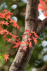 Poster - Autumn leafs of Japanese maple in sunshine day.