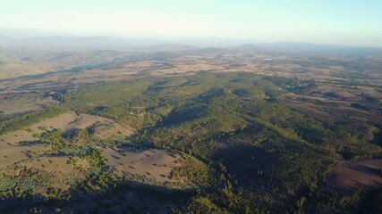 Wall Mural - flying over central chile forests during sunset an amazing view above the dense trees threaten by th