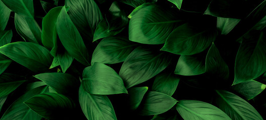 Wall Mural - Green leaf texture,Green leaves pattern background