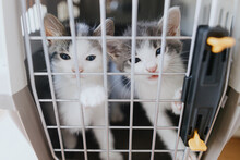 Cute Little Kittens Crying In Carrier Box. Two Hungry Rescue Kittens In Transportation Cage. Adopt