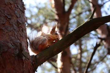 Wall Mural - Cute red squirrel with nut on tree branch in forest