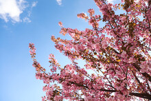 Delicate Spring Pink Cherry Blossoms On Tree Against Blue Sky
